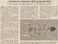 Tagesspiegel - Ameisen als Haustiere Ameisen warnen sich gegenseitig